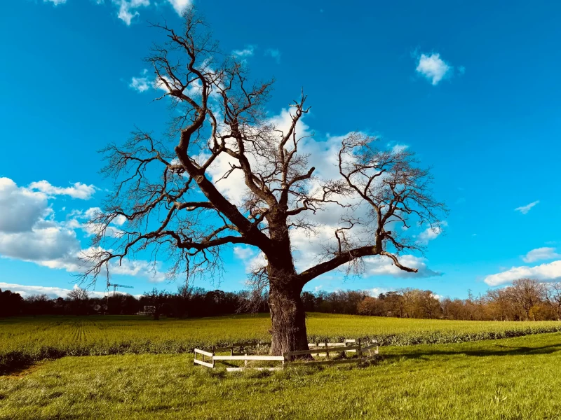 Our favourite tree with its bare branches clawing the blue sky