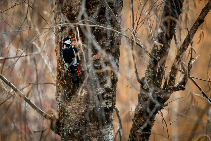 Great spotted woodpecker chiseling a hole in the birch tree
