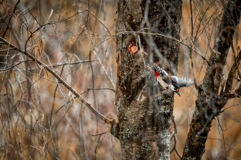 Great spotted woodpecker flying away